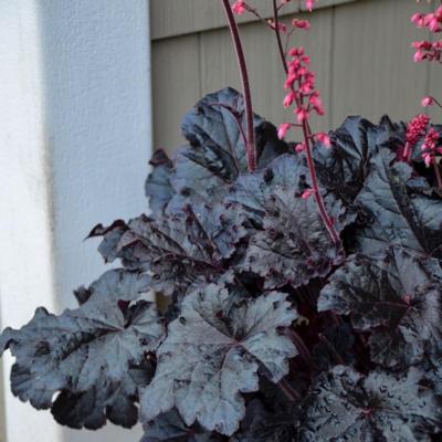 Heuchera 'Timeless Night'